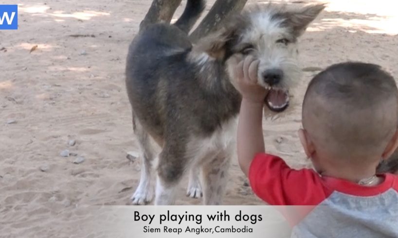 Awesome boy playing with dogs - Boy playing with three dogs - Awesome animals