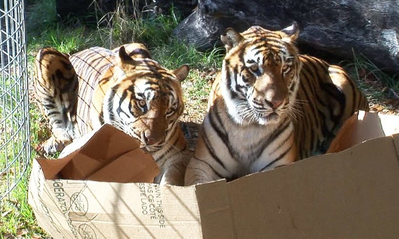 BIG CATS like boxes too!