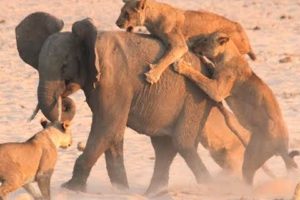 BIG wild Bloody animals Fights | Lion vs Rhino | Loin Vs Hippo | Loin Vs Elephant  | Hd Video