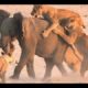 BIG wild Bloody animals Fights | Lion vs Rhino | Loin Vs Hippo | Loin Vs Elephant  | Hd Video