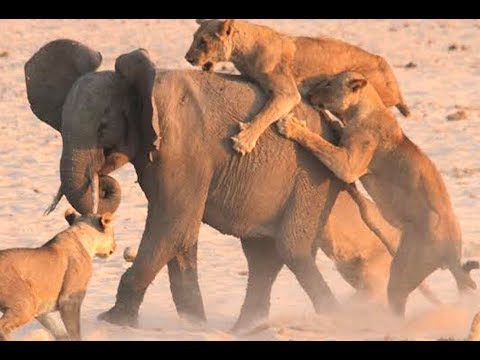 BIG wild Bloody animals Fights | Lion vs Rhino | Loin Vs Hippo | Loin Vs Elephant  | Hd Video