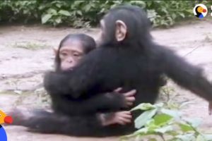 Baby Chimp Rescued from Chains is Finally Happy and Free | The Dodo