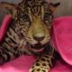 Baby Jaguar Hides The Saddest Secret Inside Her Body | The Dodo