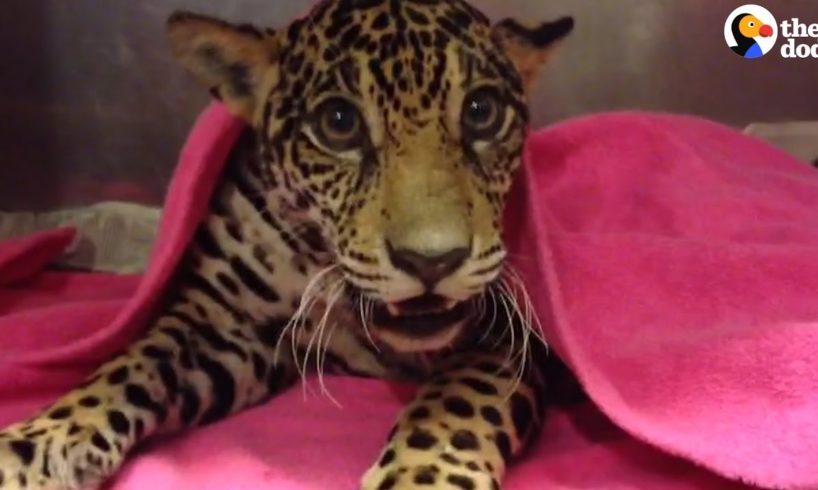 Baby Jaguar Hides The Saddest Secret Inside Her Body | The Dodo