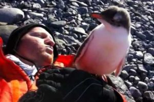 Baby Penguin Meets Human For First Time