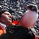 Baby Penguin Meets Human For First Time