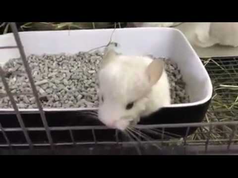 Baby chinchillas playing. Cute and funny animals compilation. Chinchillas family.