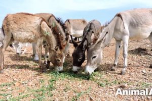 Baby donkey rescued with gaping hole in forehead