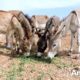 Baby donkey rescued with gaping hole in forehead