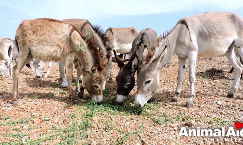 Baby donkey rescued with gaping hole in forehead