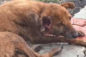 Badly wounded but cheerful older dog rescued--and thrives...