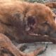 Badly wounded but cheerful older dog rescued--and thrives...