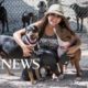 Bahamas woman brings in 97 homeless dogs during Dorian