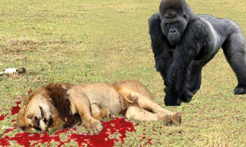 Balaa Pambano Nyani Mkubwa Alimbatua Simba Amazing Animal Fight Lion Vs Baboon Vs Wild dogs