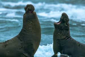 Beachmaster Elephant Seal Fights off Rival Male | BBC Earth
