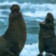 Beachmaster Elephant Seal Fights off Rival Male | BBC Earth