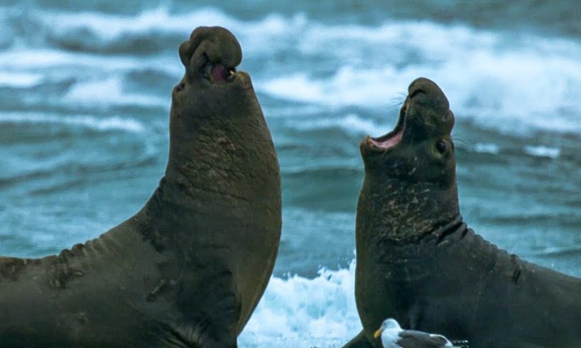 Beachmaster Elephant Seal Fights off Rival Male | BBC Earth