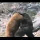 Bear Vs. Gorilla  !!!!!  [animal fight]