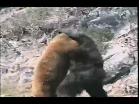 Bear Vs. Gorilla  !!!!!  [animal fight]