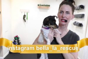 Bella the LOS ANGELES Rescue dog Turns 1 | Dog Rescued on Los Angeles on Ramp | Adopt and Rescue