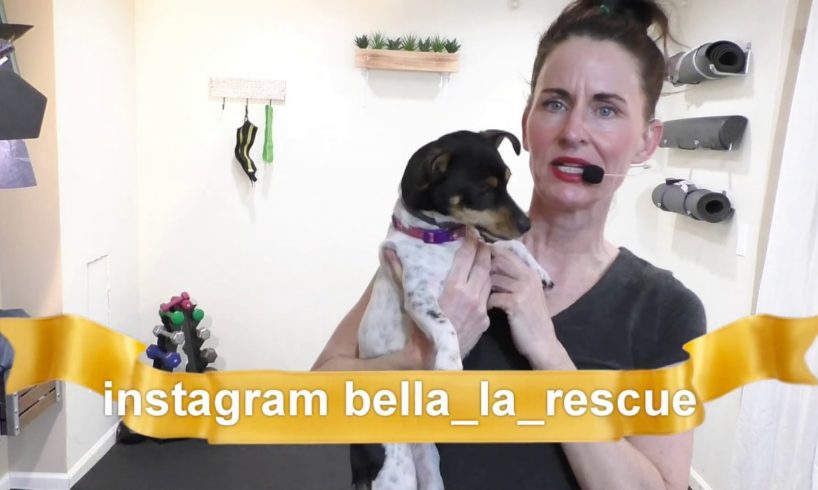 Bella the LOS ANGELES Rescue dog Turns 1 | Dog Rescued on Los Angeles on Ramp | Adopt and Rescue