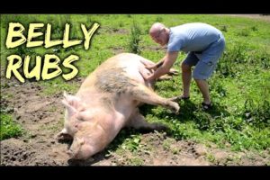 Belly Rubs - Rescued Pigs at SASHA Farm Animal Sanctuary