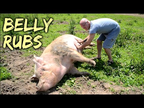 Belly Rubs - Rescued Pigs at SASHA Farm Animal Sanctuary