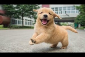 Best Of Cute Golden Retriever Puppies Compilation #29  - Funny Dogs 2018