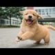 Best Of Cute Golden Retriever Puppies Compilation #29  - Funny Dogs 2018