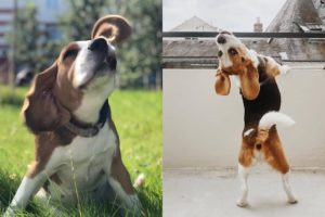 Best Of Cutest Beagle Puppies and Dogs Videos Compilation