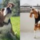 Best Of Cutest Beagle Puppies and Dogs Videos Compilation