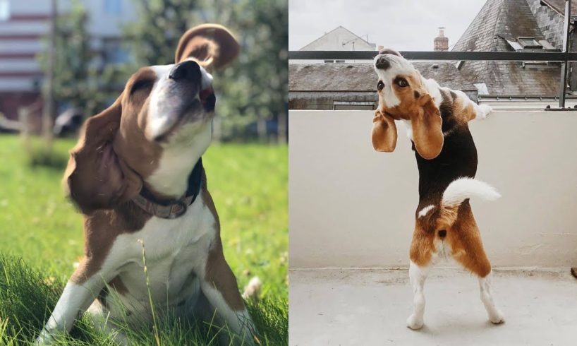 Best Of Cutest Beagle Puppies and Dogs Videos Compilation
