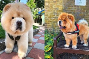 Best Of Cutest Chow Chow Puppies and Dogs Videos Compilation