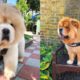 Best Of Cutest Chow Chow Puppies and Dogs Videos Compilation
