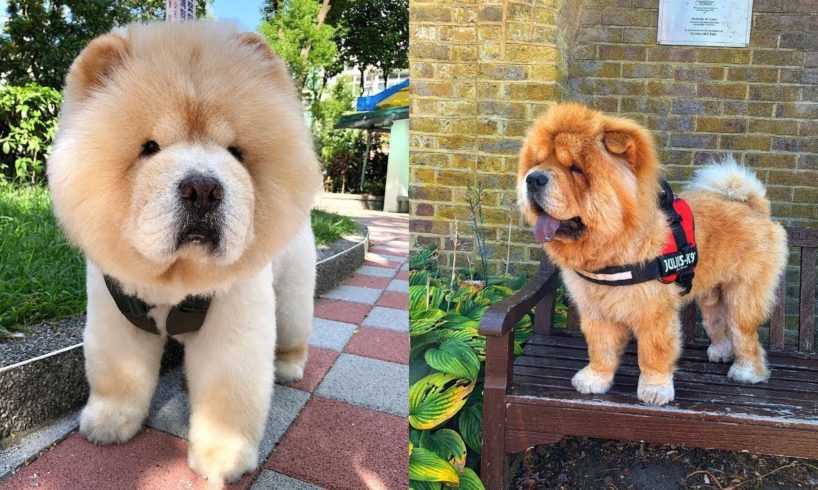 Best Of Cutest Chow Chow Puppies and Dogs Videos Compilation