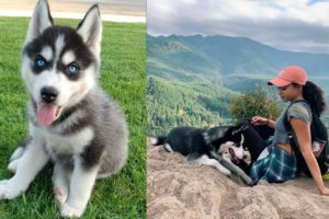 Best Of Cutest Husky Puppies and Dogs Videos Compilation