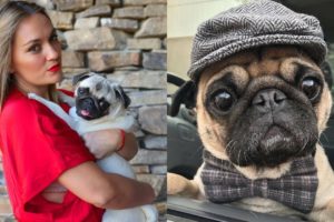 Best Of Cutest Pug Puppies and Dogs Videos Compilation