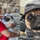 Best Of Cutest Pug Puppies and Dogs Videos Compilation