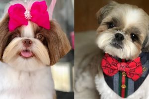 Best Of Cutest Shih Tzu Puppies and Dogs Videos Compilation