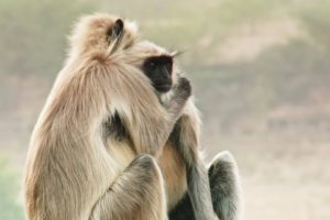 Best Of Wild Animals Caught on Spy Cam | BBC Earth