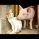 Best of FARM ANIMAL videos - You'll LAUGH FOR SURE!