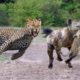 Big Battle! King Lion vs Hyenas Fight, Hyena too crowded ,Lion surrender