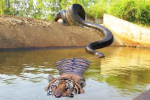 Big Cat Powerful Become Prey Of The Giant Anaconda - Wild Animal Attacks