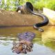 Big Cat Powerful Become Prey Of The Giant Anaconda - Wild Animal Attacks