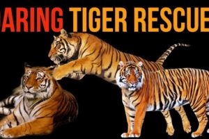 Big Cat Rescue Compilation: Daring Top Tiger Rescues