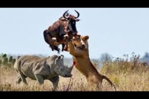 Big battle craziest of Rhino vs Wild Animal - Lion, Leopard, Elephant, Hyenas vs Rhino