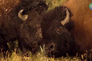 Bison's Fight Great Battle - Most Amazing Moments Of Wild Animal Fight. Discovery Wild Animals