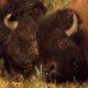 Bison's Fight Great Battle - Most Amazing Moments Of Wild Animal Fight. Discovery Wild Animals