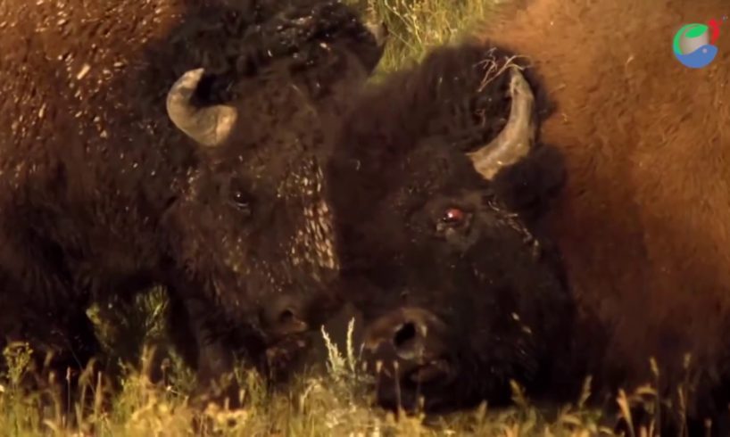 Bison's Fight Great Battle - Most Amazing Moments Of Wild Animal Fight. Discovery Wild Animals