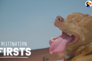 Blind Rescue Dog Feels Sand for the First Time | The Dodo Destination: Firsts